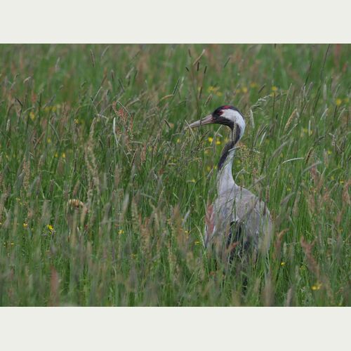 Unsere größten Schreitvögel, die Kraniche,  brüten in Mooren und Feuchtgebieten